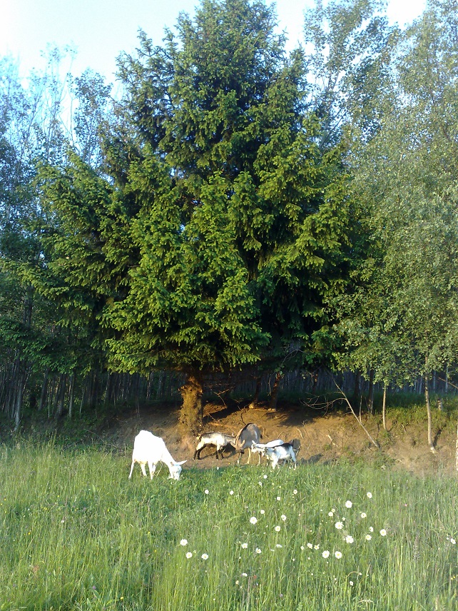 čerstvý Horský MED 5 x 3,5dcl=5 x 475g
